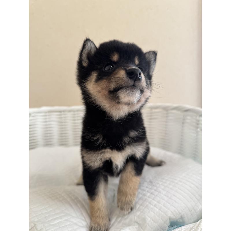 販売中の兵庫県の豆柴-424673の3枚目