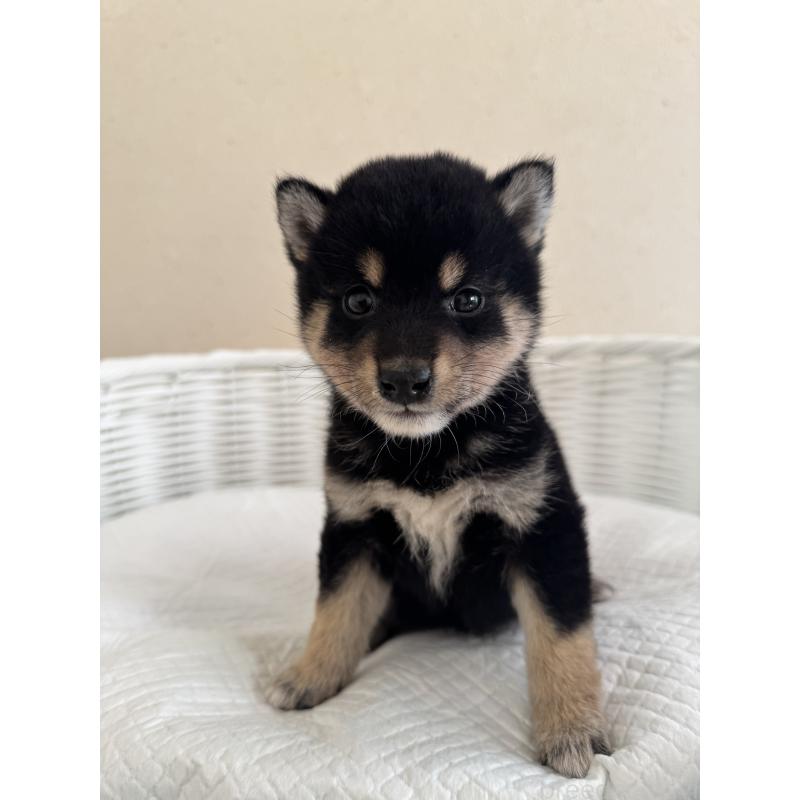 販売中の兵庫県の豆柴-424673の2枚目