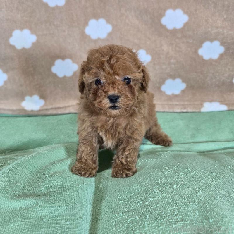 販売中の大阪府のトイプードル-424677の5枚目