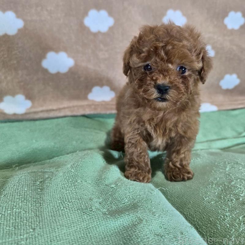 販売中の大阪府のトイプードル-424677の4枚目