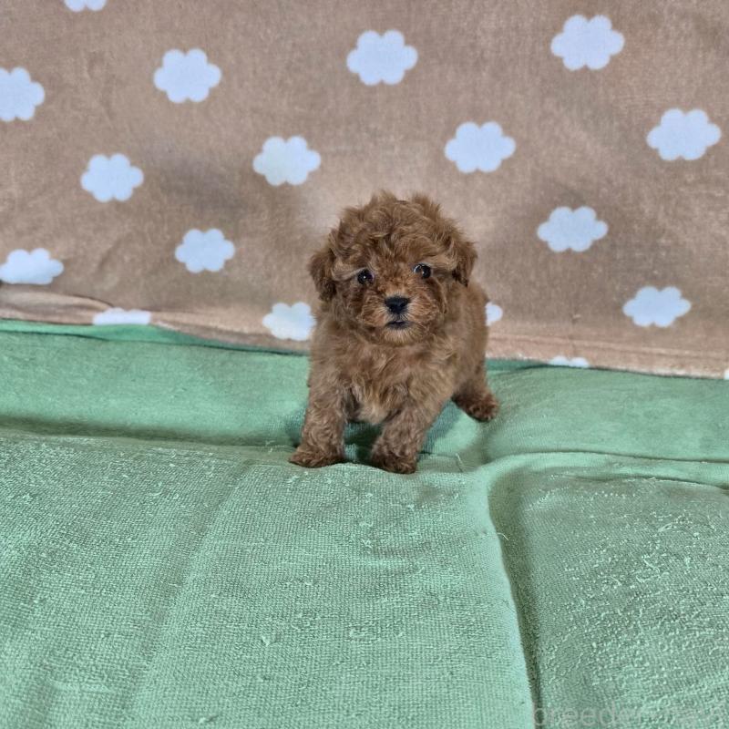 販売中の大阪府のトイプードル-424677の3枚目