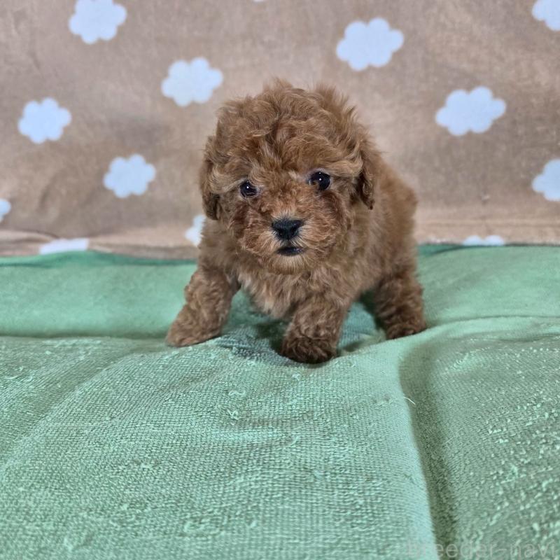 販売中の大阪府のトイプードル-424677の2枚目