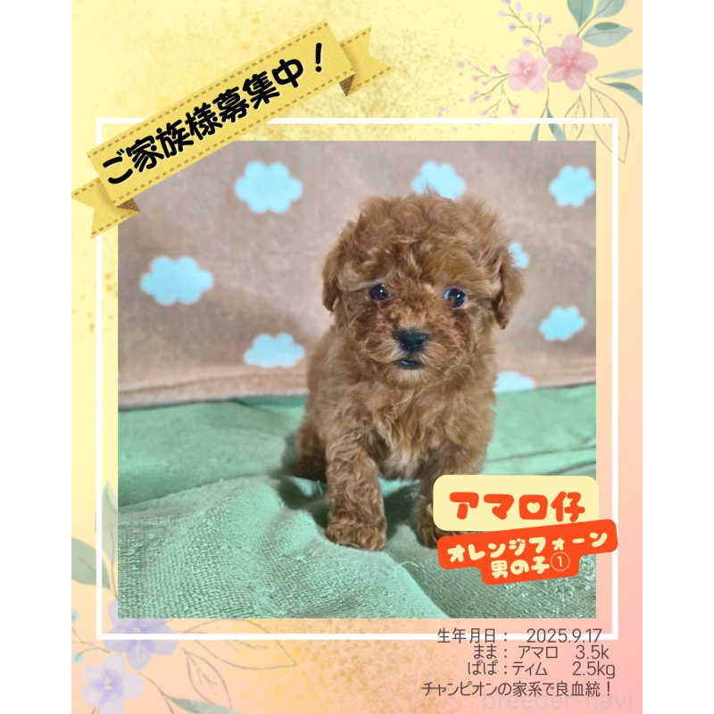 販売中の大阪府のトイプードル-424677