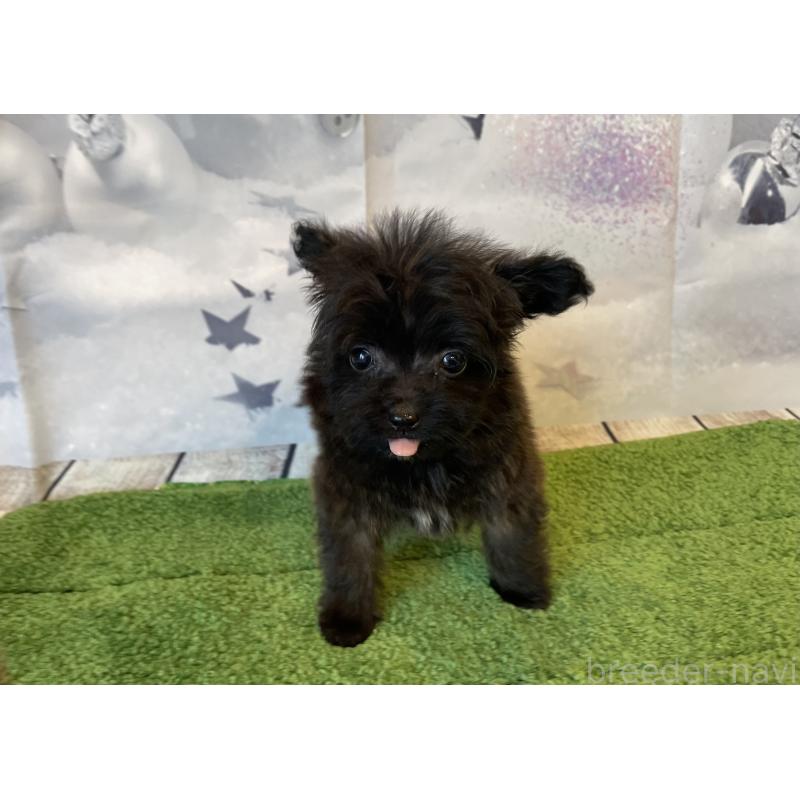 販売中の北海道のミックス犬-420292の4枚目