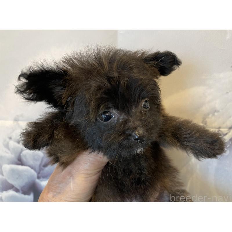 販売中の北海道のミックス犬-420292の3枚目