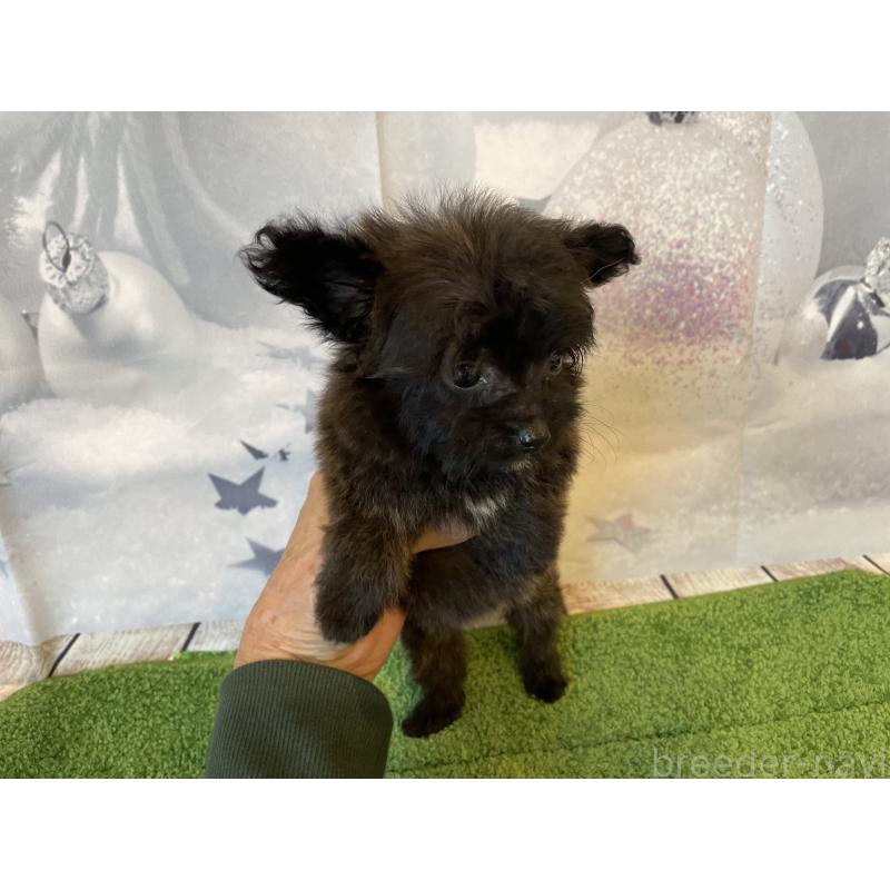 販売中の北海道のミックス犬-420292の2枚目