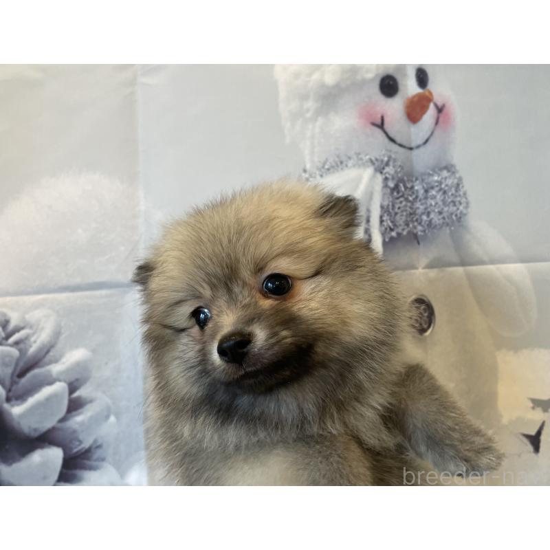 成約済の北海道のポメラニアン-420290の6枚目