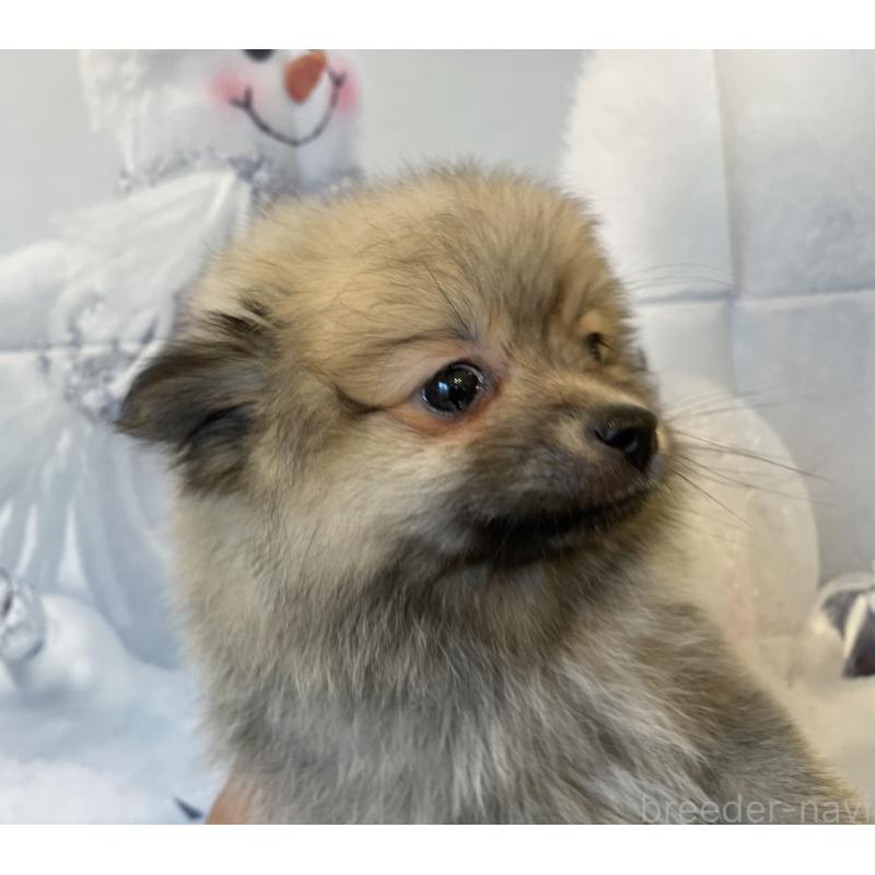 成約済の北海道のポメラニアン-420290の5枚目