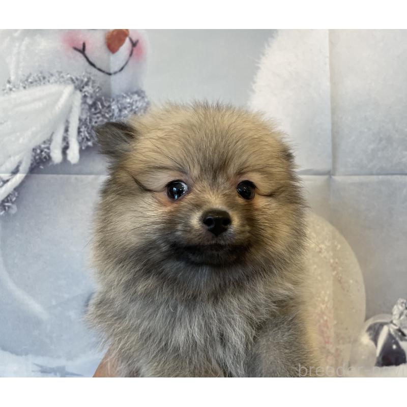 成約済の北海道のポメラニアン-420290の4枚目