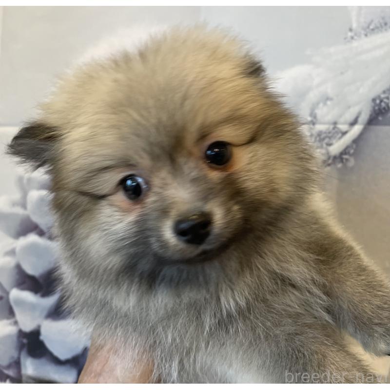 成約済の北海道のポメラニアン-420290の3枚目