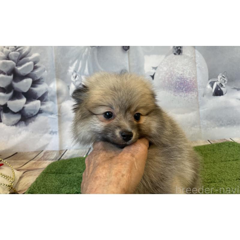 成約済の北海道のポメラニアン-420290の2枚目