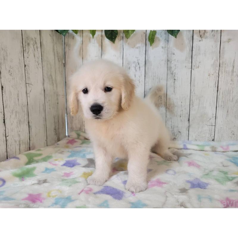 販売中の三重県のゴールデンレトリーバー-424675の5枚目