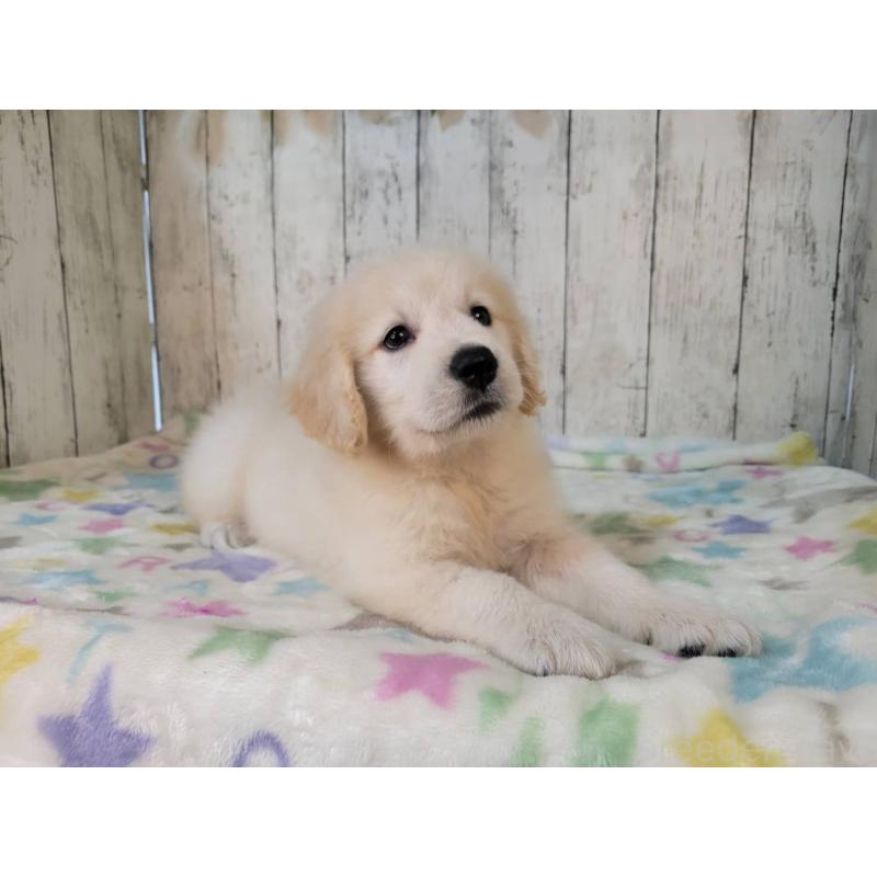 販売中の三重県のゴールデンレトリーバー-424675の4枚目