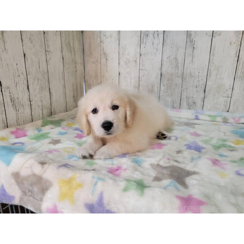 販売中の三重県のゴールデンレトリーバー-424675の3枚目