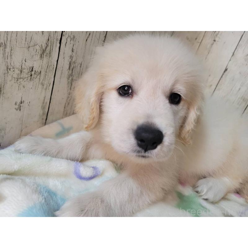 販売中の三重県のゴールデンレトリーバー-424675の2枚目