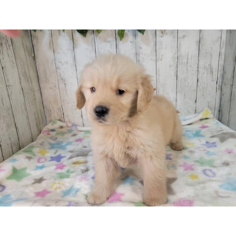 販売中の三重県のゴールデンレトリーバー-424678の5枚目