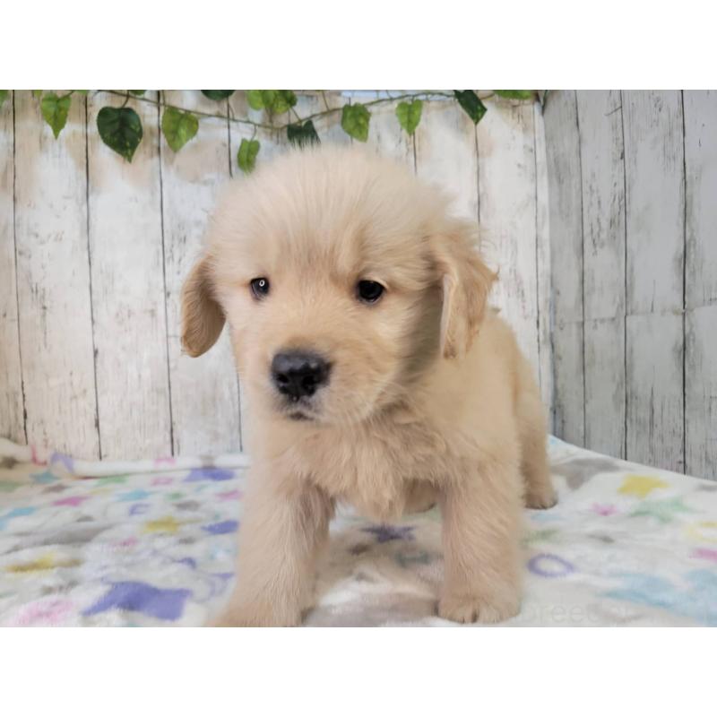 販売中の三重県のゴールデンレトリーバー-424678の4枚目