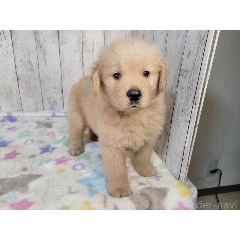 販売中の三重県のゴールデンレトリーバー-424678の3枚目