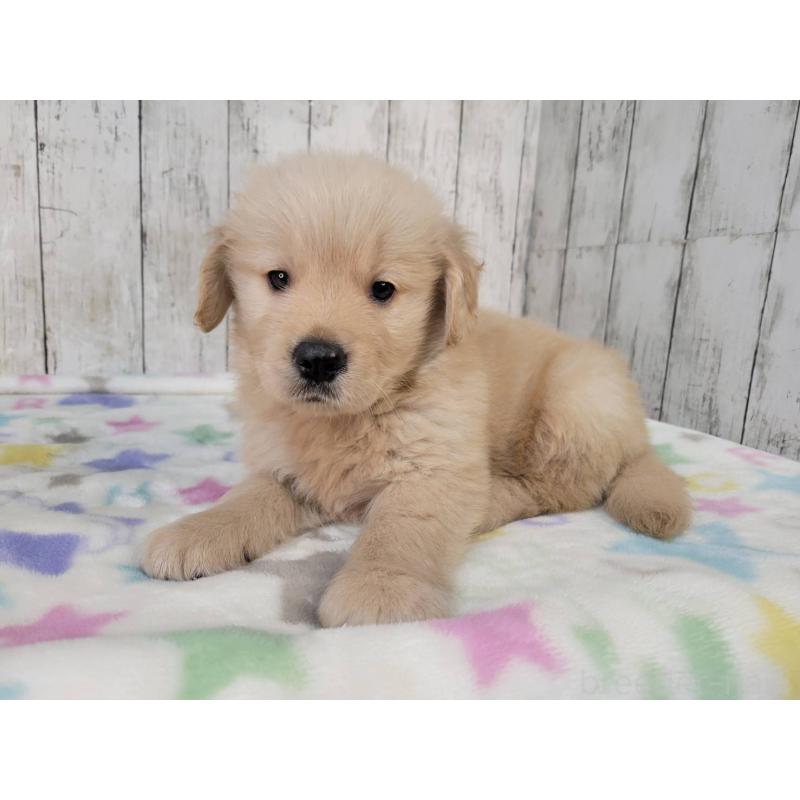 販売中の三重県のゴールデンレトリーバー-424678の2枚目