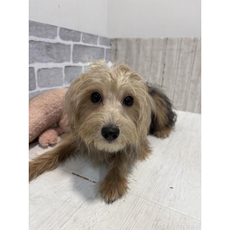 販売中の東京都のミックス犬-384239の4枚目