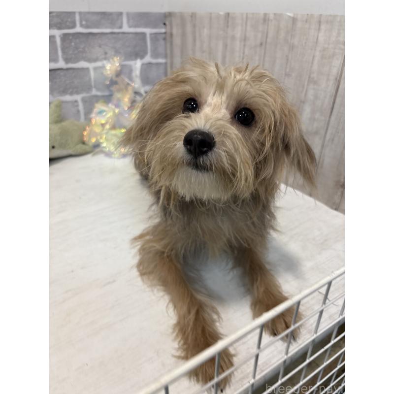 販売中の東京都のミックス犬-384239の3枚目