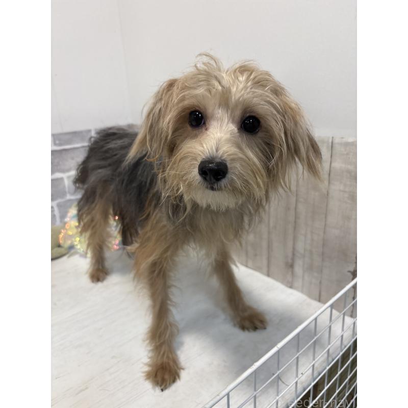 販売中の東京都のミックス犬-384239の2枚目