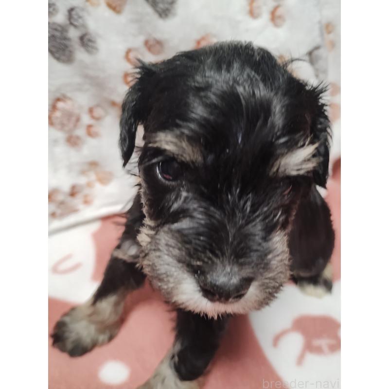 商談中の福岡県のミニチュアシュナウザー-424681の5枚目