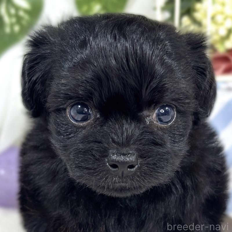 販売中の滋賀県のチワプー:チワワ×トイプードル-424683の1枚目