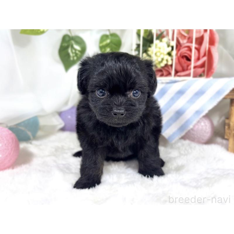 販売中の滋賀県のチワプー:チワワ×トイプードル-424683の4枚目