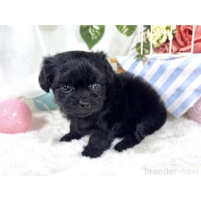 販売中の滋賀県のチワプー:チワワ×トイプードル-424683の3枚目