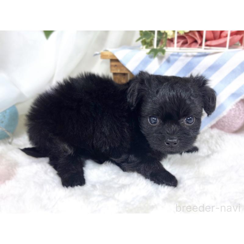 販売中の滋賀県のチワプー:チワワ×トイプードル-424683の2枚目