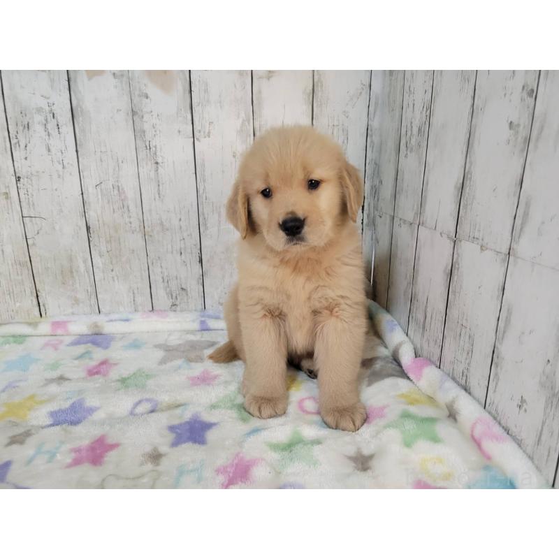 販売中の三重県のゴールデンレトリーバー-424680の5枚目