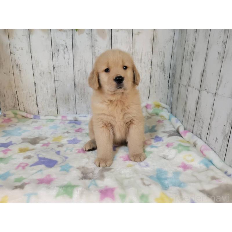 販売中の三重県のゴールデンレトリーバー-424680の4枚目