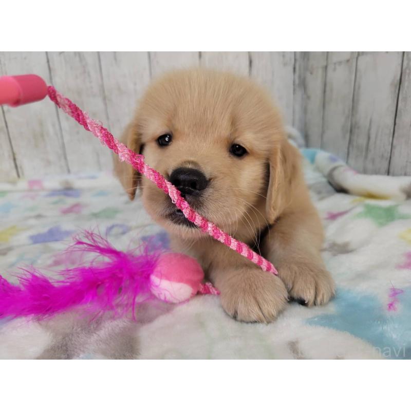 販売中の三重県のゴールデンレトリーバー-424680の3枚目