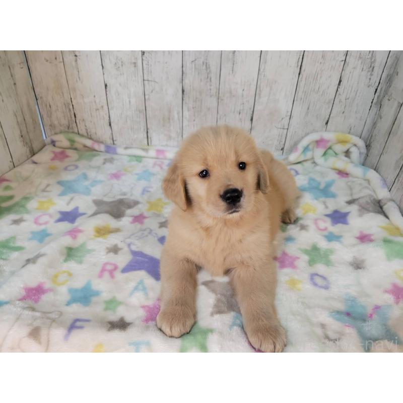 販売中の三重県のゴールデンレトリーバー-424680の2枚目