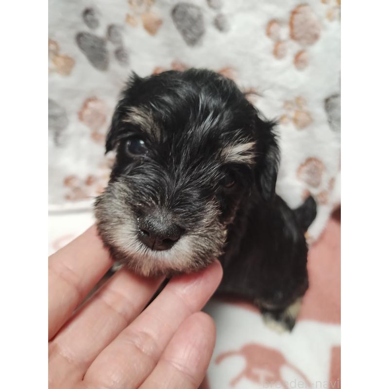 商談中の福岡県のミニチュアシュナウザー-424681の4枚目