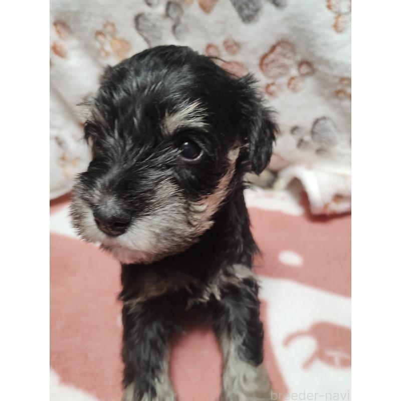 商談中の福岡県のミニチュアシュナウザー-424681の3枚目