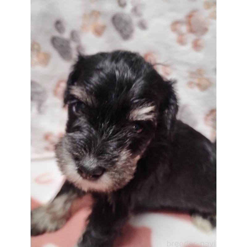 商談中の福岡県のミニチュアシュナウザー-424681の2枚目