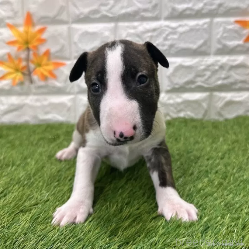 販売中の愛知県のミニチュアブルテリア-424687の1枚目