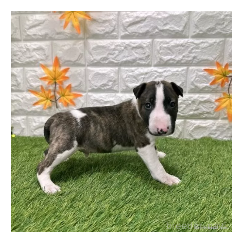 販売中の愛知県のミニチュアブルテリア-424687の5枚目