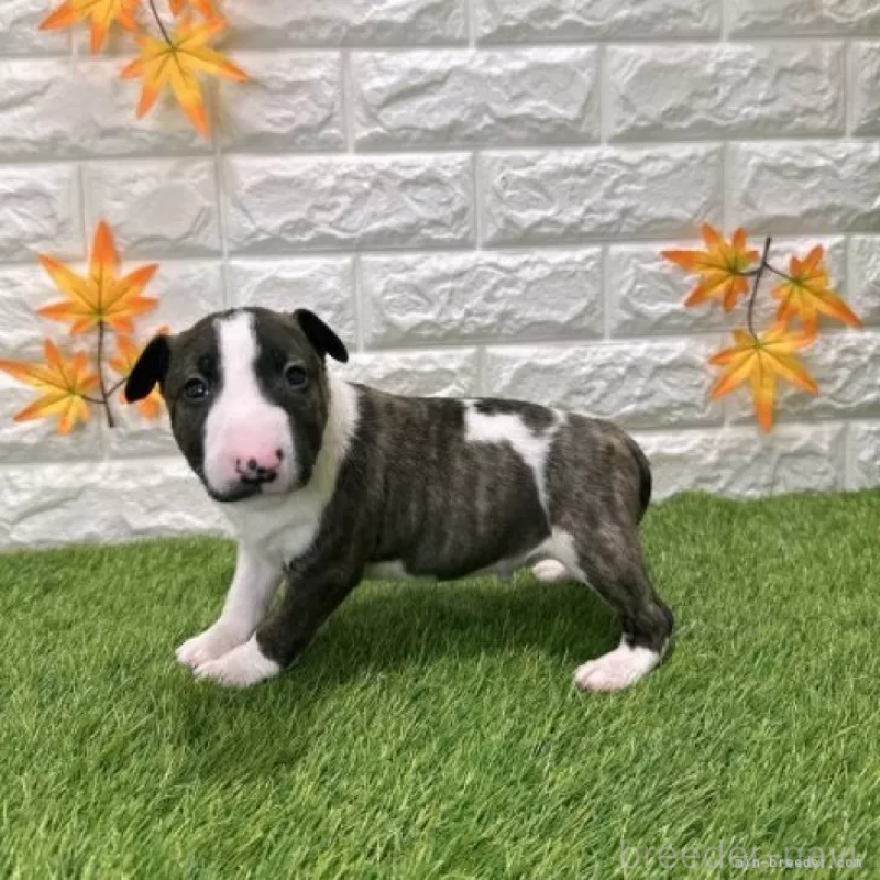 販売中の愛知県のミニチュアブルテリア-424687の4枚目