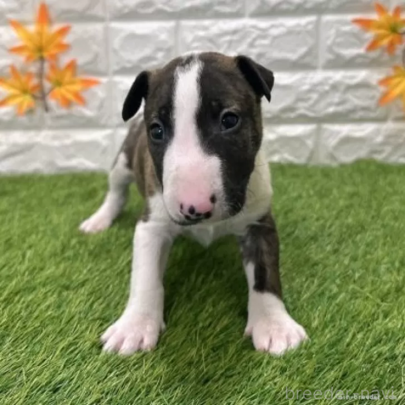 販売中の愛知県のミニチュアブルテリア-424687の3枚目