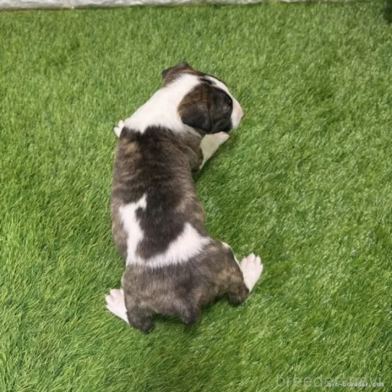 販売中の愛知県のミニチュアブルテリア-424687の2枚目