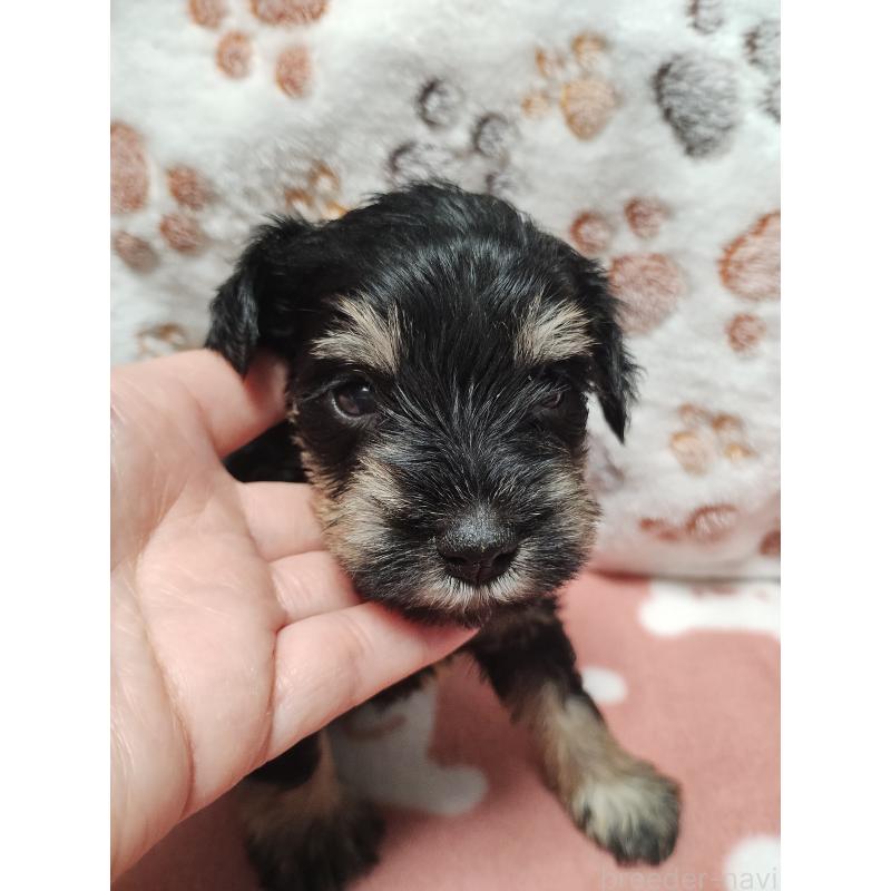 販売中の福岡県のミニチュアシュナウザー-424682の5枚目