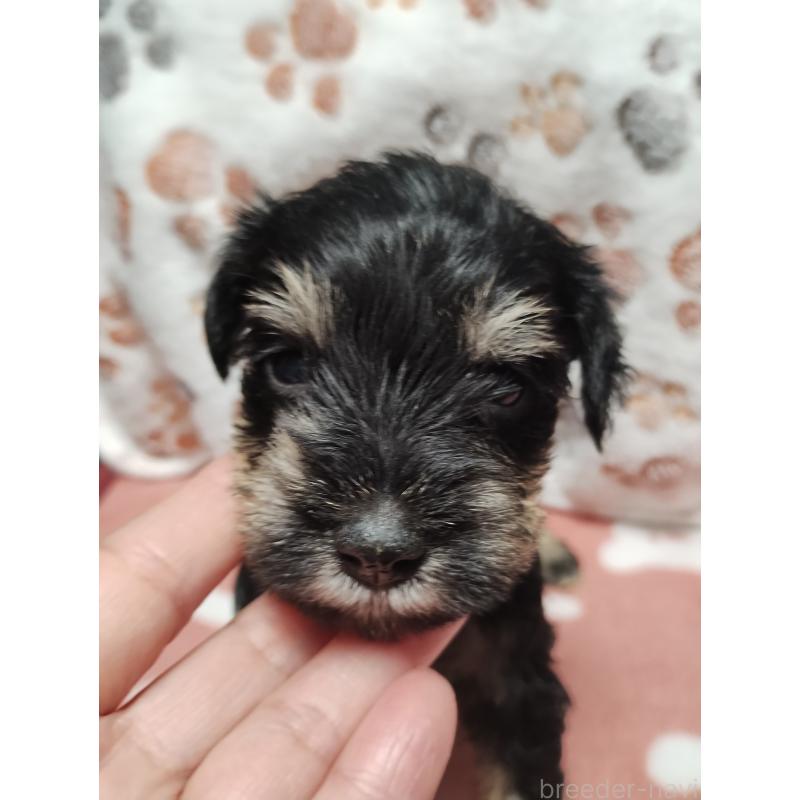 販売中の福岡県のミニチュアシュナウザー-424682の4枚目