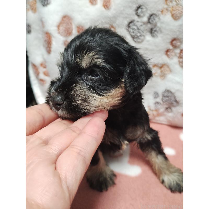 販売中の福岡県のミニチュアシュナウザー-424682の3枚目