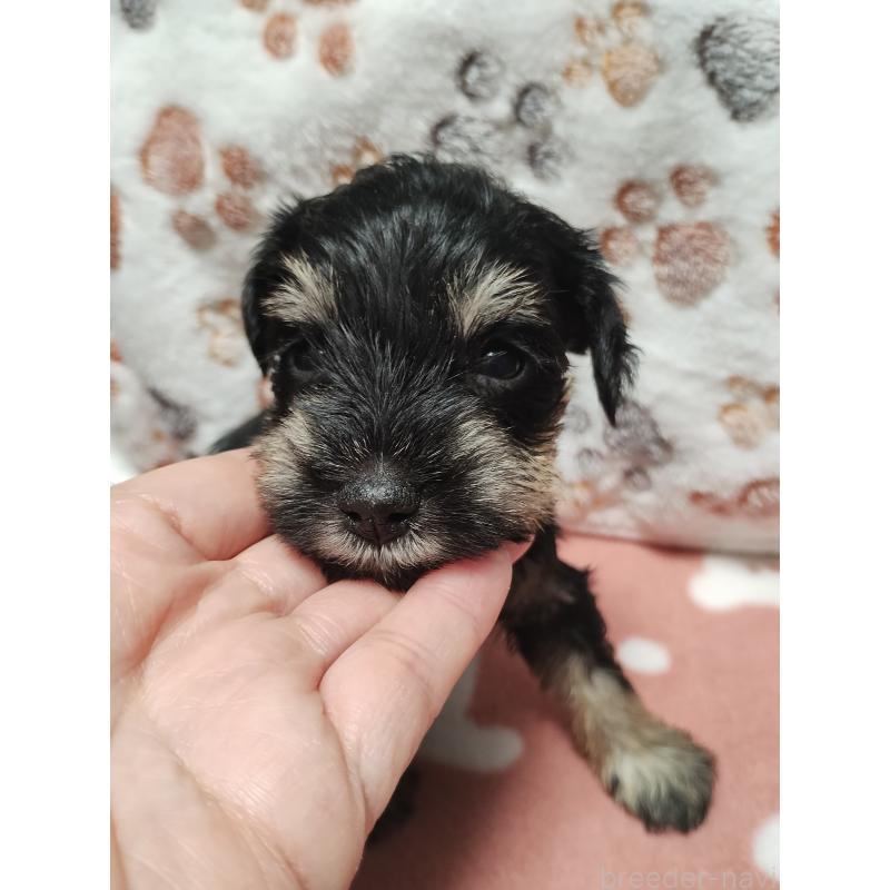 販売中の福岡県のミニチュアシュナウザー-424682の2枚目