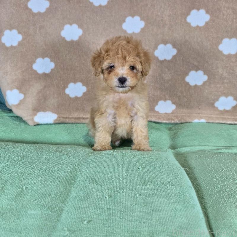 販売中の大阪府のトイプードル-424684の5枚目