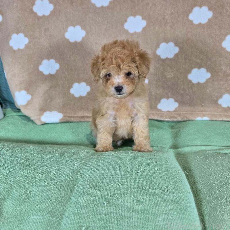 販売中の大阪府のトイプードル-424684の4枚目