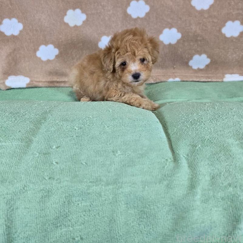 販売中の大阪府のトイプードル-424684の3枚目